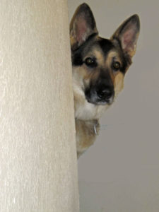 Play Hide and Go Seek With Your Dog